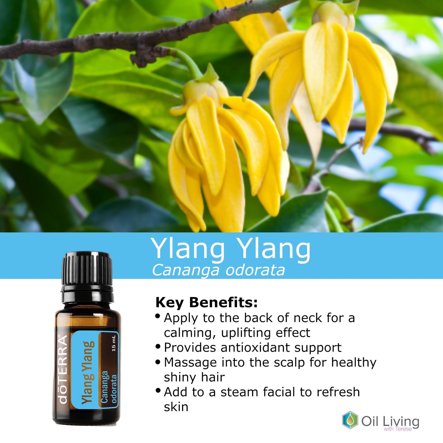Ylang Ylang 15mL