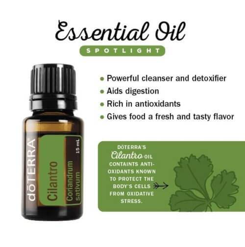 Cilantro 15mL