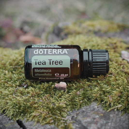 Tea Tree (Melaleuca) 15mL